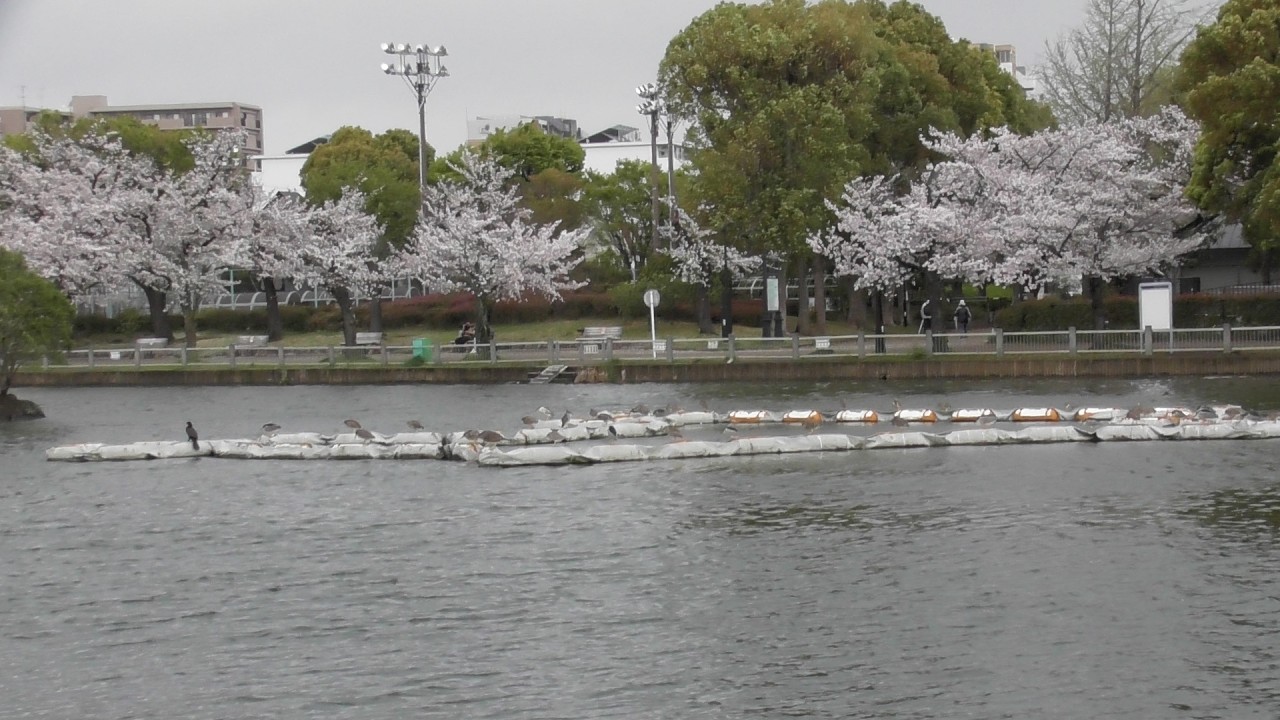 【部分】【コサギも仲間入り】ゴイサギたちみんなでお花見🌸　４月４日の浮間公園（２０２６年４月４日（土）撮影）