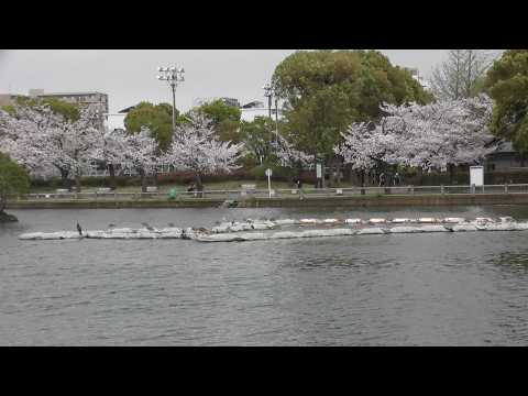 【部分】【コサギも仲間入り】ゴイサギたちみんなでお花見🌸　４月４日の浮間公園（２０２６年４月４日（土）撮影）