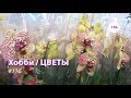 156#116 / Хобби-Цветы / 03.2019 - ЛЕРУА МЕРЛЕН (ЗЕЛЕНОГРАД). ОБЗОР