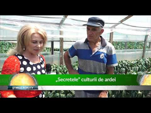 Video: Ce cauzează cloroza afinelor: motivele pentru frunzele decolorate de afine