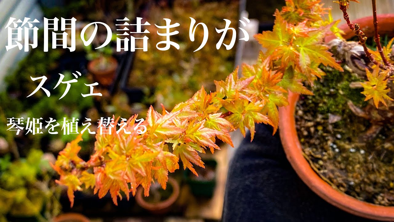 矮性】琴姫もみじは徒長枝くらいでちょうどいいw植え替えまーす - YouTube