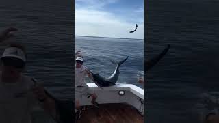 ¡Peligro en el Mar! El Inesperado Ataque de un Pez Espada #viralvideo #shorts #fypシ゚viral