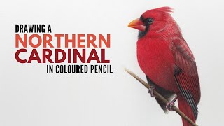 Drawing a Northern Cardinal in Colored Pencil | Realistic Bird Drawing | Wildlife Artist