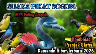 Suara Pikat Sogon Ontong Kombinasi Prenjak Stater & Kamande Ribut Paling Ampuh.