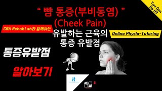 뺨 통증(부비동염 같이)을 유발하는 근육들의 통증유발점 찾기 #근육이완 #뺨통증 #얼굴 #치통 #cheekpain #cheek #sinus #얼굴비대칭 #체형교정