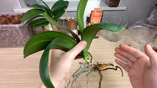 ВКРУТИЛИ воздушные корни орхидей в ВАРЕНКУ // ЭСТЕТИЧНАЯ пересадка орхидеи