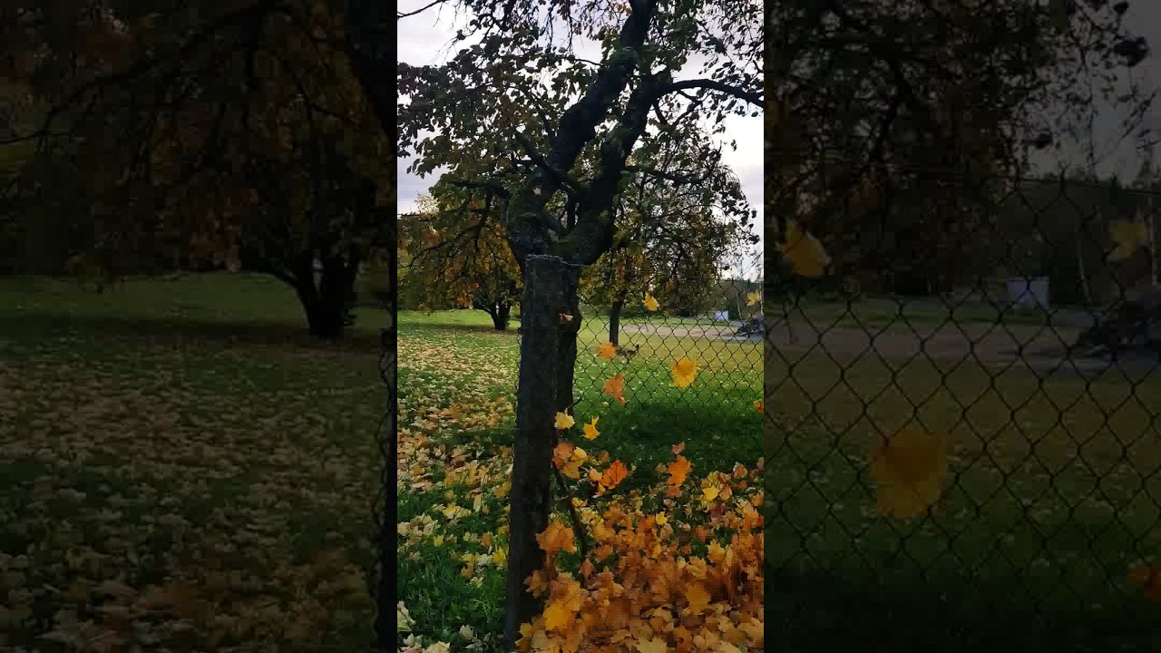 winds of the fall, Kladruby, Czech Republic. 