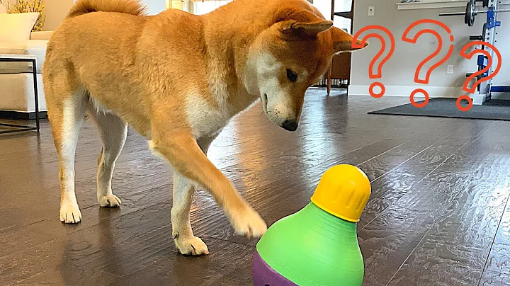 Shiba Inu IQ Test [Beginner Level] | Super Shiba