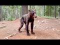 The skinny bear came to beg for food every day; the man was shocked after learning the reason.