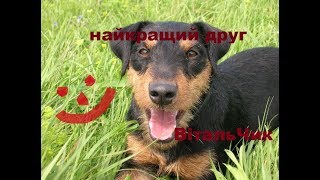 Ягдтерєр. Характер. Мисливська собака. Найкращий друг! Ягдтерьер. Характер. Охотничья собака. Ягдтерєр. Характер. Мисливська собака. Найкращий друг! Ягдтерьер. Характер. Охотничья собака.