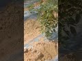 Deshi mirchi start Fruiting