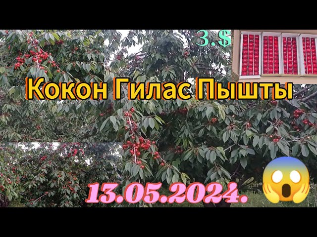 13- Май Кокон Гилас Пышты, Экспорт Башталды. Валовой Гилас Жонундо Кыскача Платформа. Чандаштыруу??? class=