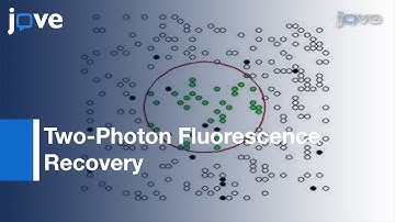 Measuring Diffusion Coefficients After Photobleaching l Protocol Preview