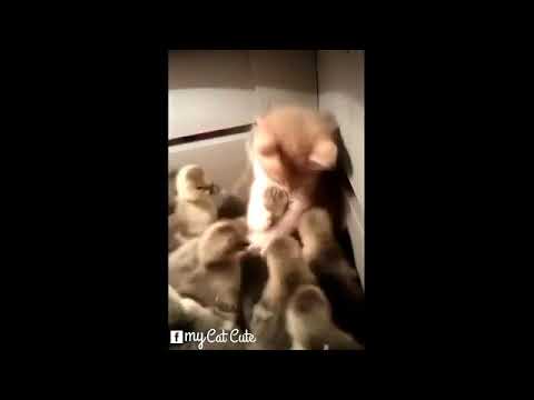 انتو كلكو عليا ولا ايه