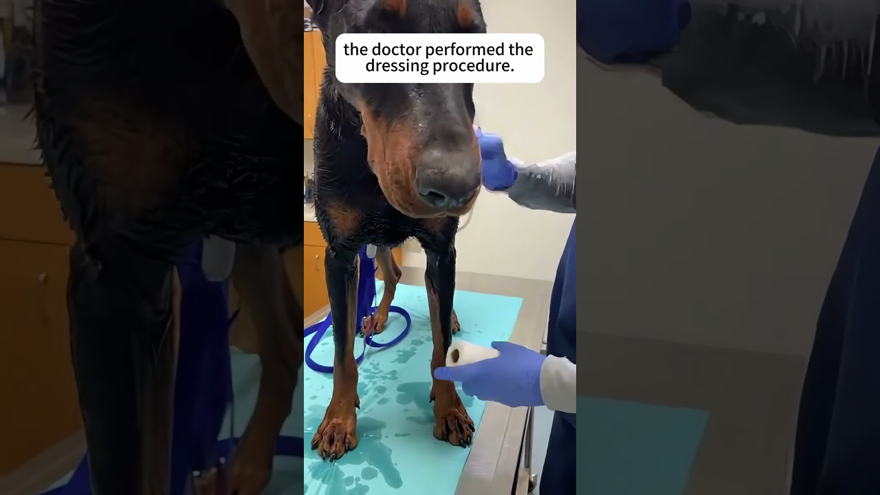 Я спасла собаку в дождливый день. 