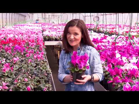 Video: Îngrijirea Ciclamenului Acasă (46 Fotografii): Cultivarea Unei Flori Acasă într-un Ghiveci. Cum Să Ai Grijă De O Plantă De Apartament După Cumpărare? Cum Să Te Hrănești Pentru A-l 