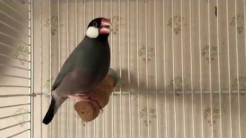 Young Java finches 2019 - Singing. Son, dad or granddad?