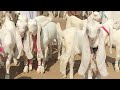 Biggest gulabi goats market Daur goats market Daur Bakra Mandi