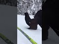 Skier meets a capercaillie