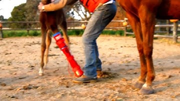 Redboot - How to apply an articulated corrective brace to a foal