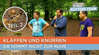Sie Ist Nicht Ausgelastet - Teil 2 Der Hundeprofi Vox-Klaser