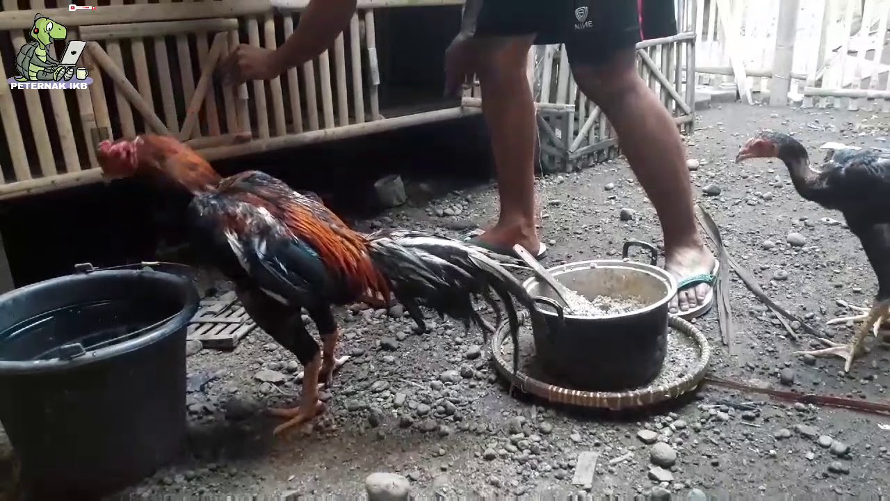 Peternak ayam pemula , # saudara memulai ternak ayam 