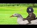 Memes to watch while searching for the yankee brim