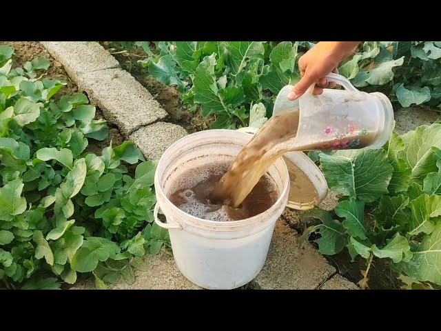 aloe vera plant fertilizer Plant Superfood for ALOE VERA Plants with B1 Vitamin, Glucose and Essential Minerals