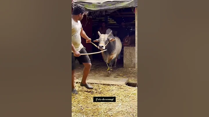 Most dangerous ox of westbengal #gowalbari #shorts #youtubeshorts #viralshorts #trending #cowvideos - DayDayNews