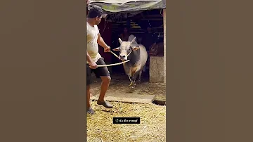 Most dangerous ox of westbengal #gowalbari #shorts #youtubeshorts #viralshorts #trending #cowvideos