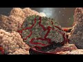 NIH SciBites: Combating a Cancer-Causing Virus