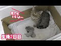 【生後2日目の子猫】赤ちゃん猫 沢山見せてくれました！＃25