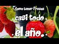 COMO TENER FRESAS CASÍ TODO EL AÑO 🍓