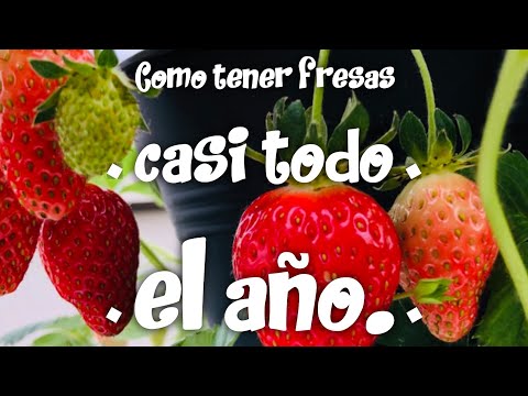 Video: Variedades de fresas sombreadas: cultivo de plantas de fresa tolerantes a la sombra