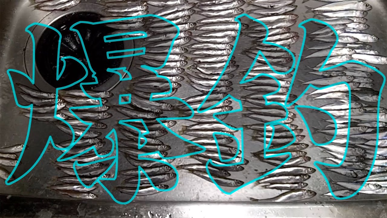 大磯港でウルメイワシ爆釣【お料理はウルメ尽くし】