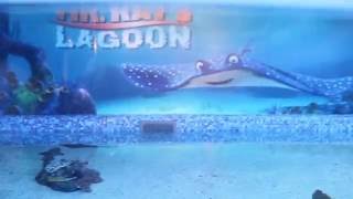 aquarium inside epcot orlando disney florida stingray