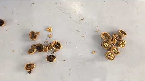 AMD empty walnuts sortng with X ray sorter/sortex machine