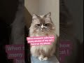 How Many Photos of Your Cat Do You Have on Your Phone? | TikTok Trend | [#Shorts]