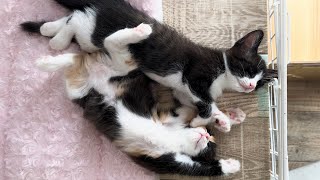 無双状態に変身する子猫が大暴れすぎた【ポノfam物語#31】Kitten sleeping on its back in a splendid position.