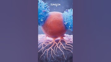 Understanding Lupus Erythematosis