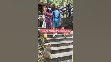 Taming mesopithecus in ark #ark #arksurvivalevolved #arksurvivalascended