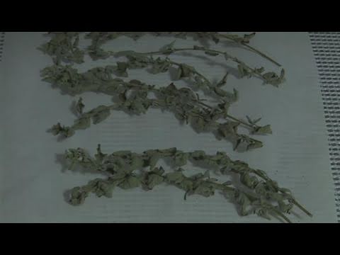 Como para secar e loja Oregano