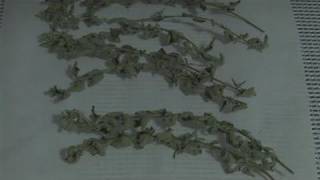 How To Dry And Store Oregano