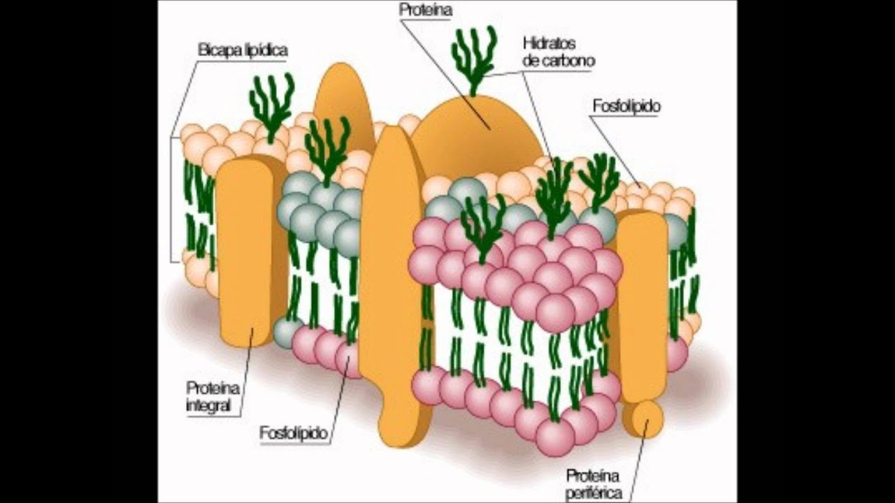 Proteina con hidratos de carbono