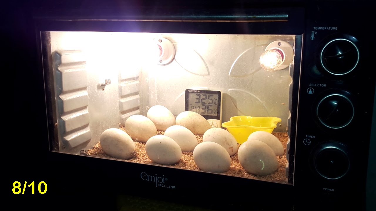 Cómo hacer una incubadora de huevos con horno de microondas para ...