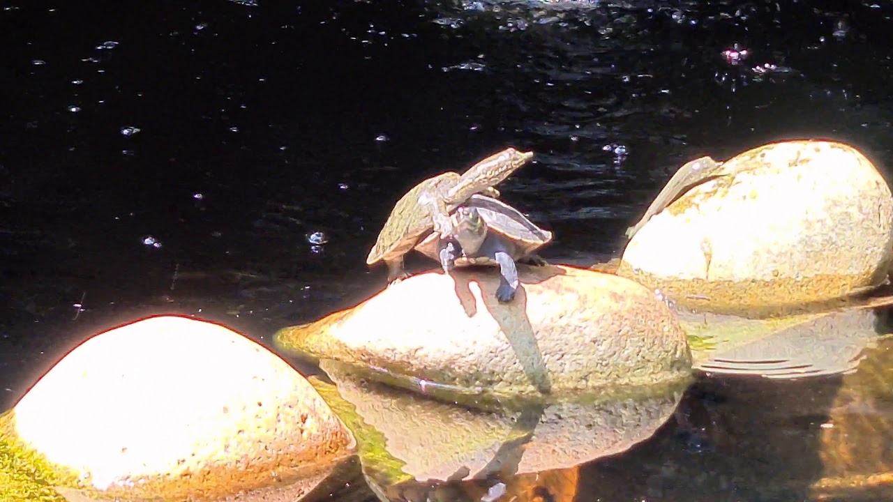 Pond 27 More turtle action and fails - YouTube