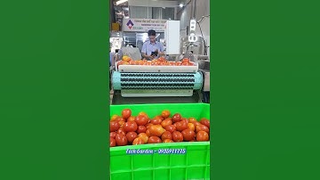 Máy Rửa Sục Khí TECH GARDEN( Rửa Cà Chua), LH: 0935911775 (Trần Trinh)