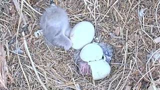 USS Bald Eagle Nest Cam on 3-31-26 @ 13:12 Congratulations! 👏🎊🐣 #2 egg USS10 hatches!