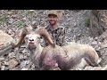 STONE SHEEP HUNT BRITISH COLUMBIA 2020