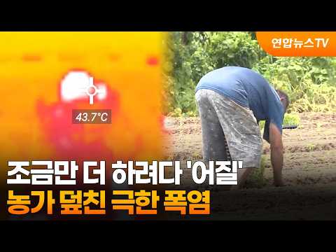 조금만 더 하려다 '어질'…농가 덮친 극한 폭염 / 연합뉴스TV (YonhapnewsTV)